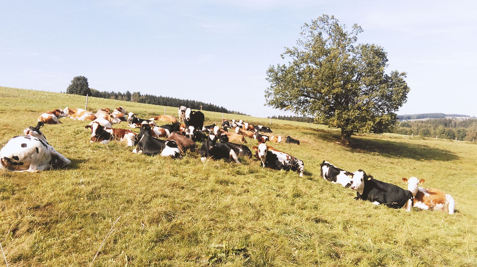 Marienhöher-Milchproduktion-Tierhaltung.jpg